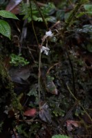 Anoectochilus elatus Lindl.